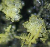 導(dǎo)熱油硫氯檢測(cè)